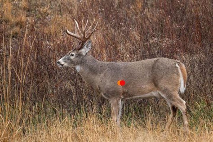 Can you shoot deer on your land?